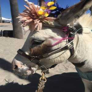 donkey flower