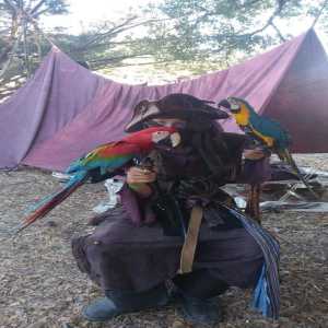 ninja with birds