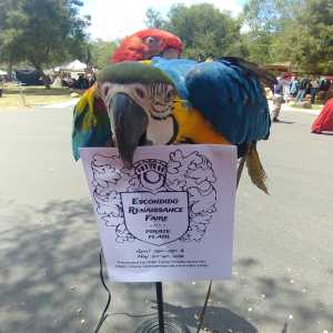 birds with flyer