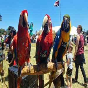 crew 3 birds