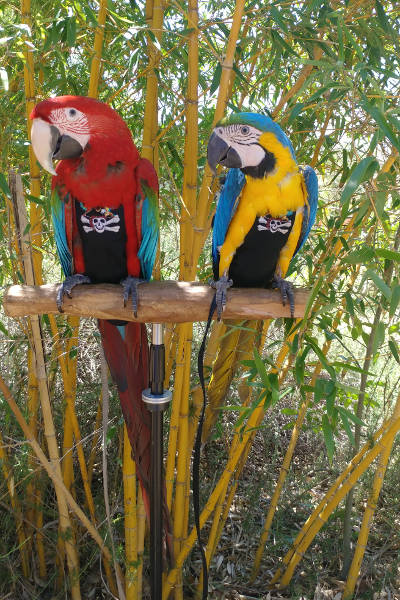 Tova and Ronin hang out